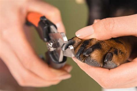 Petco walk-in nail trim - Petco Dog Grooming Middletown. 1309 W Main Rd. Middletown, RI 02842-6355. 